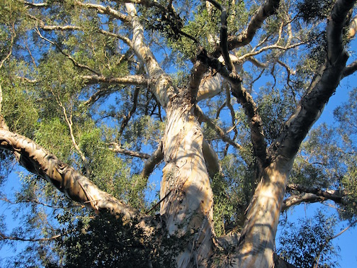 A viewpoint of a tree at its base, showcasing the entire tree and limbs. 